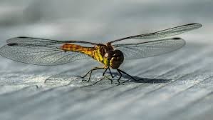 O que aconteceria com mundo se os insetos desaparecessem?