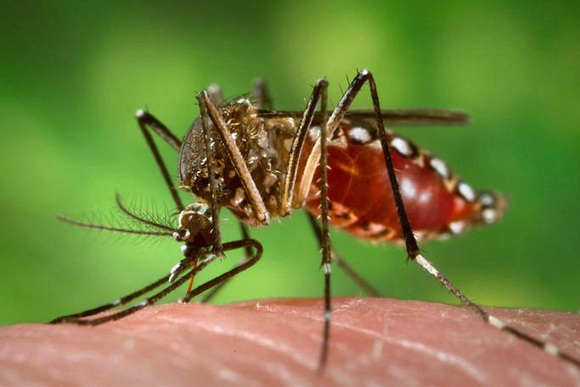 Maringá e Itambé têm mais casos de dengue na área da 15ª Regional de Saúde