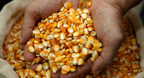 Milho custa R$ 29 a saca em Maringá