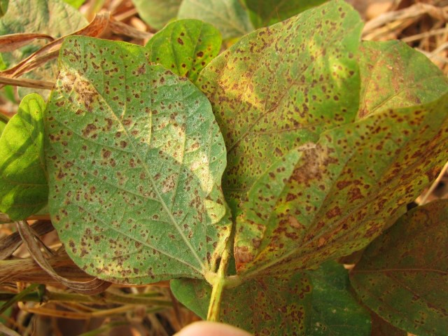 Paraná tem a situação mais grave de ferrugem da soja