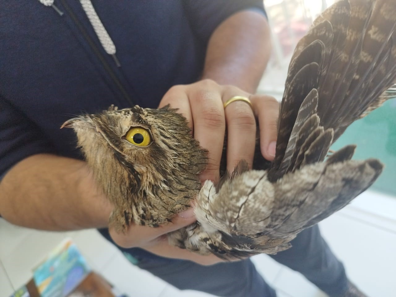 Agentes da Secretaria de Meio Ambiente de Sarandi resgatam urutau