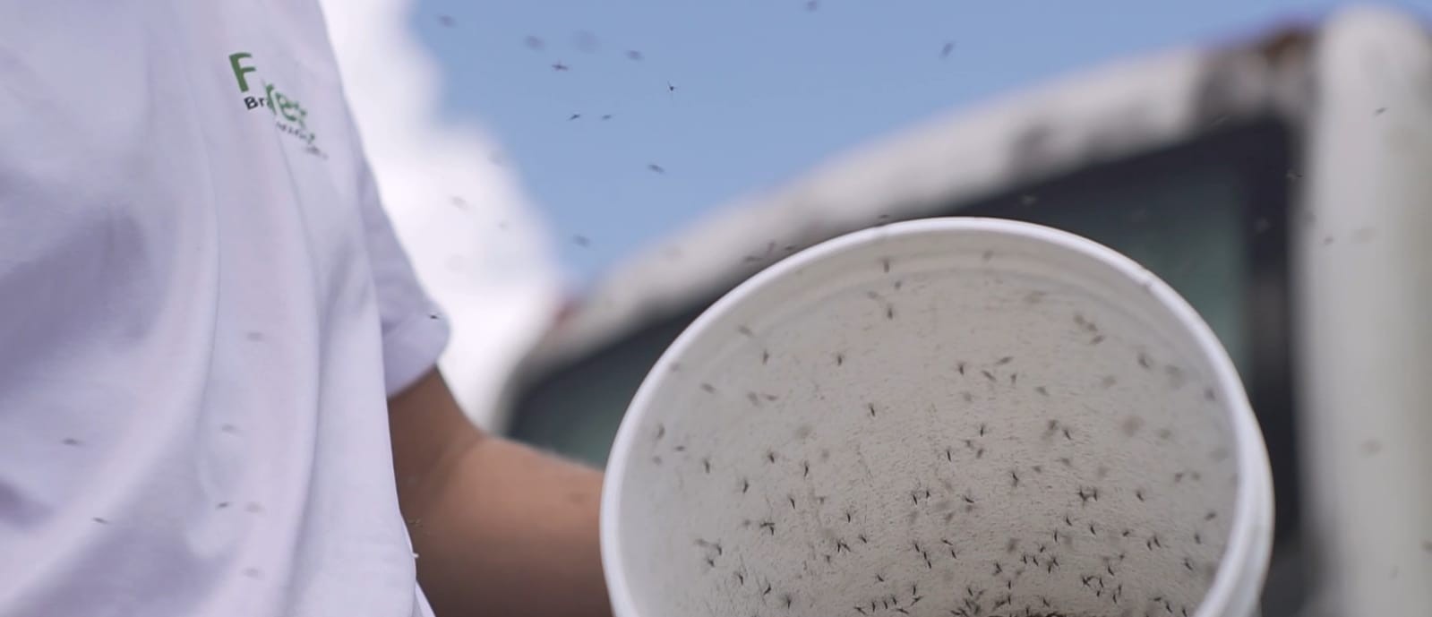 Biotecnologia israelense está erradicando o Aedes aegpyti em Ortigueira