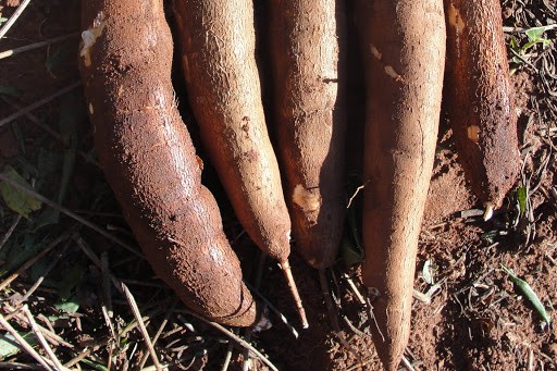 Raiz de mandioca custa R$ 400 a tonelada em Umuarama