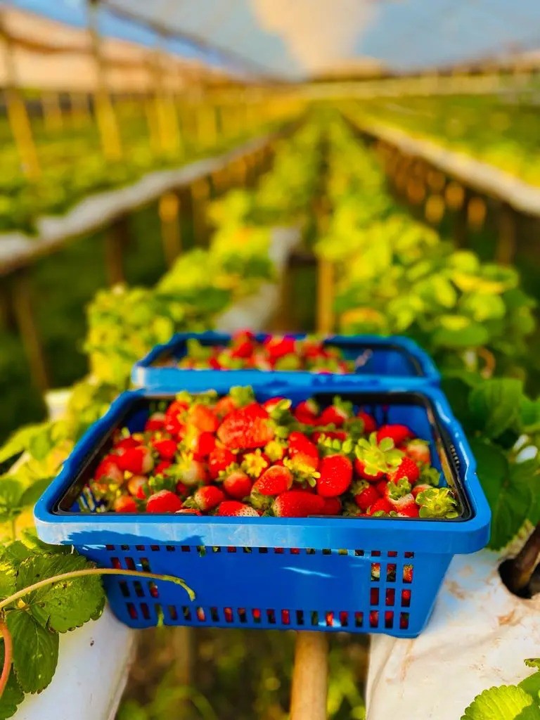 Depois da uva, agora é a vez do morango fazer sucesso no sistema ‘colha e pague’ em Marialva