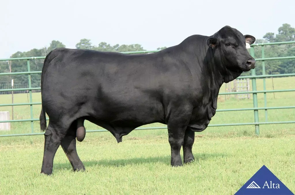 Raça Brangus é destaque da pecuária na Feira