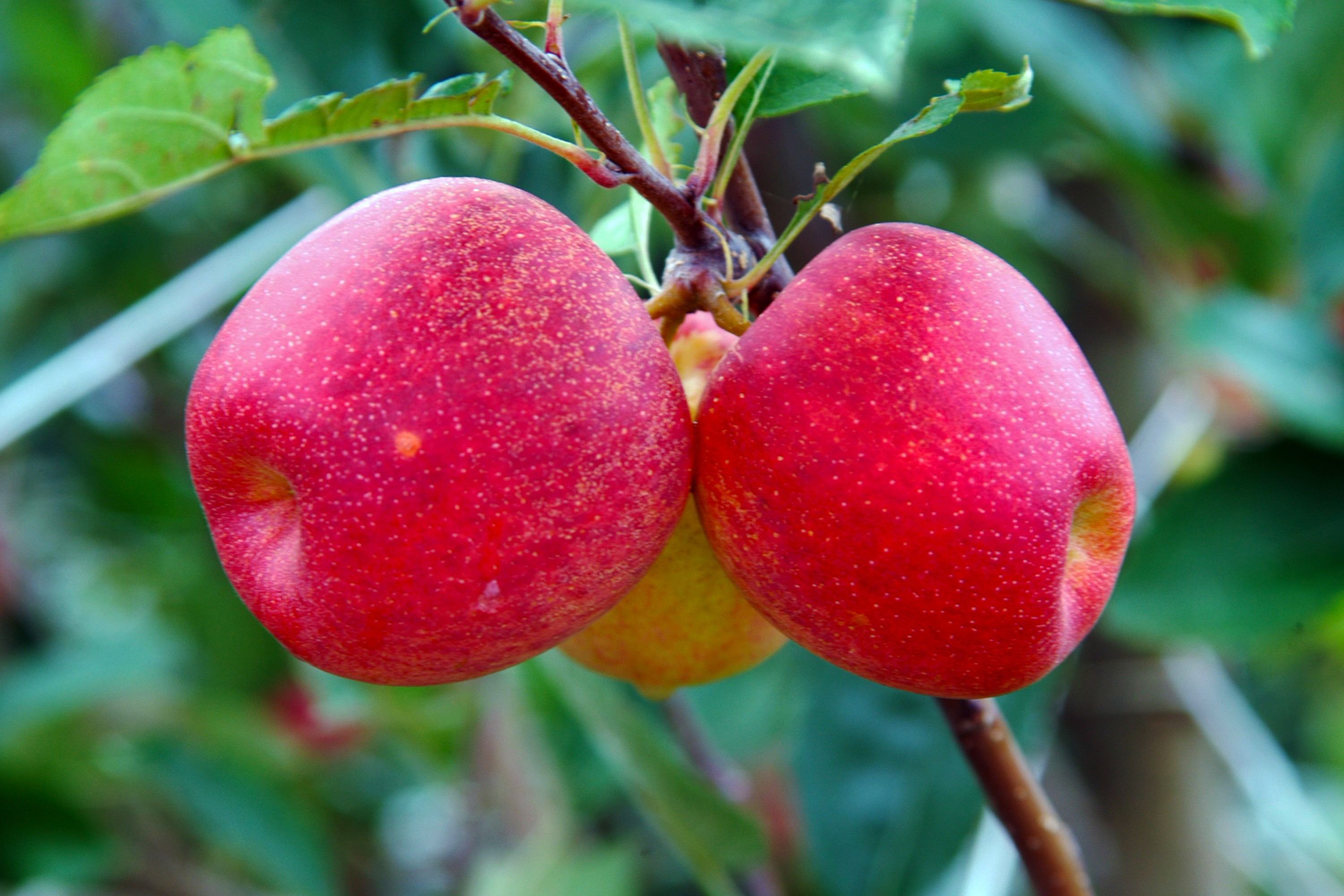 Fruticultura no Paraná produz 3,6% da nacional
