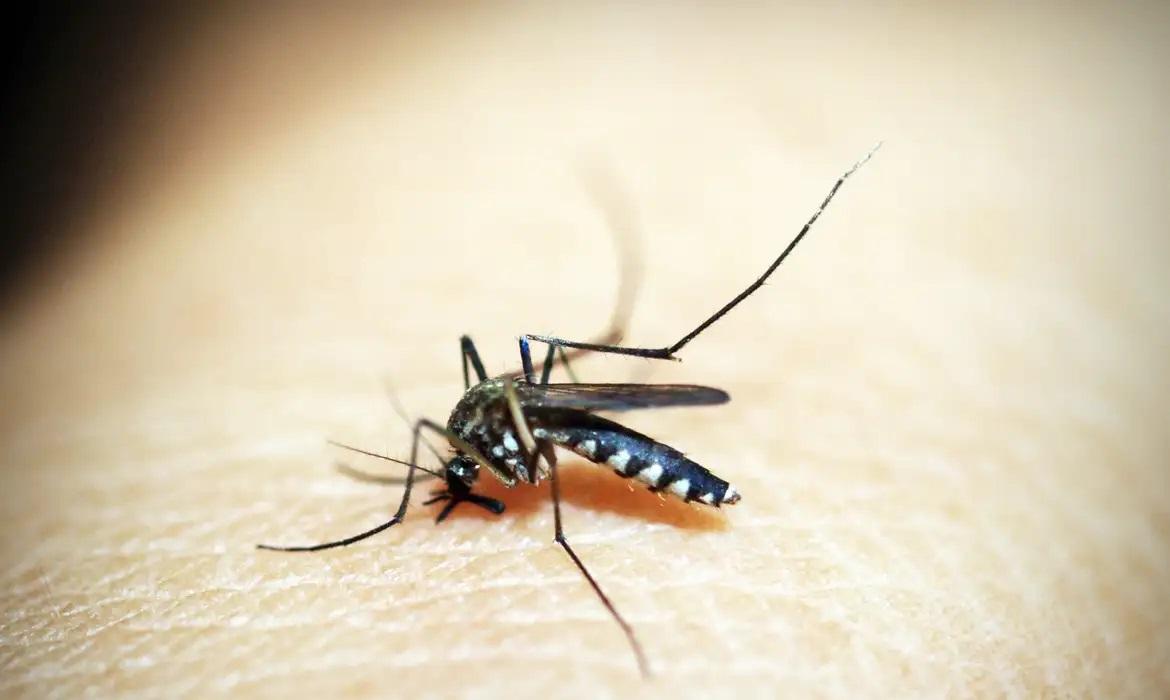 Maringá registra mais duas mortes por dengue