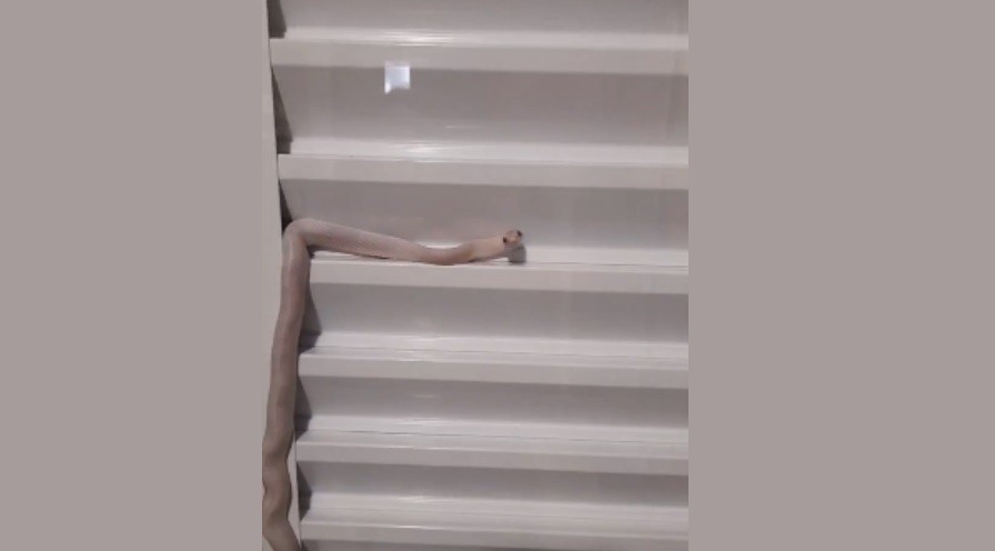 Mulher chega em casa e encontra cobra albina no quarto do filho, em Maringá