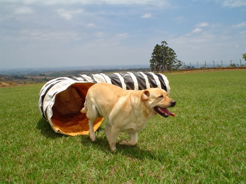 Aumenta procura por hotéis para pets em Maringá