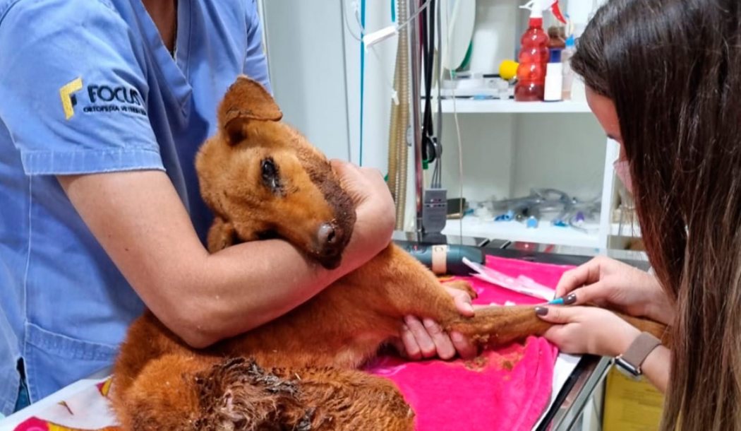 ONG resgata cadela que estava amarrada e abandonada para morrer