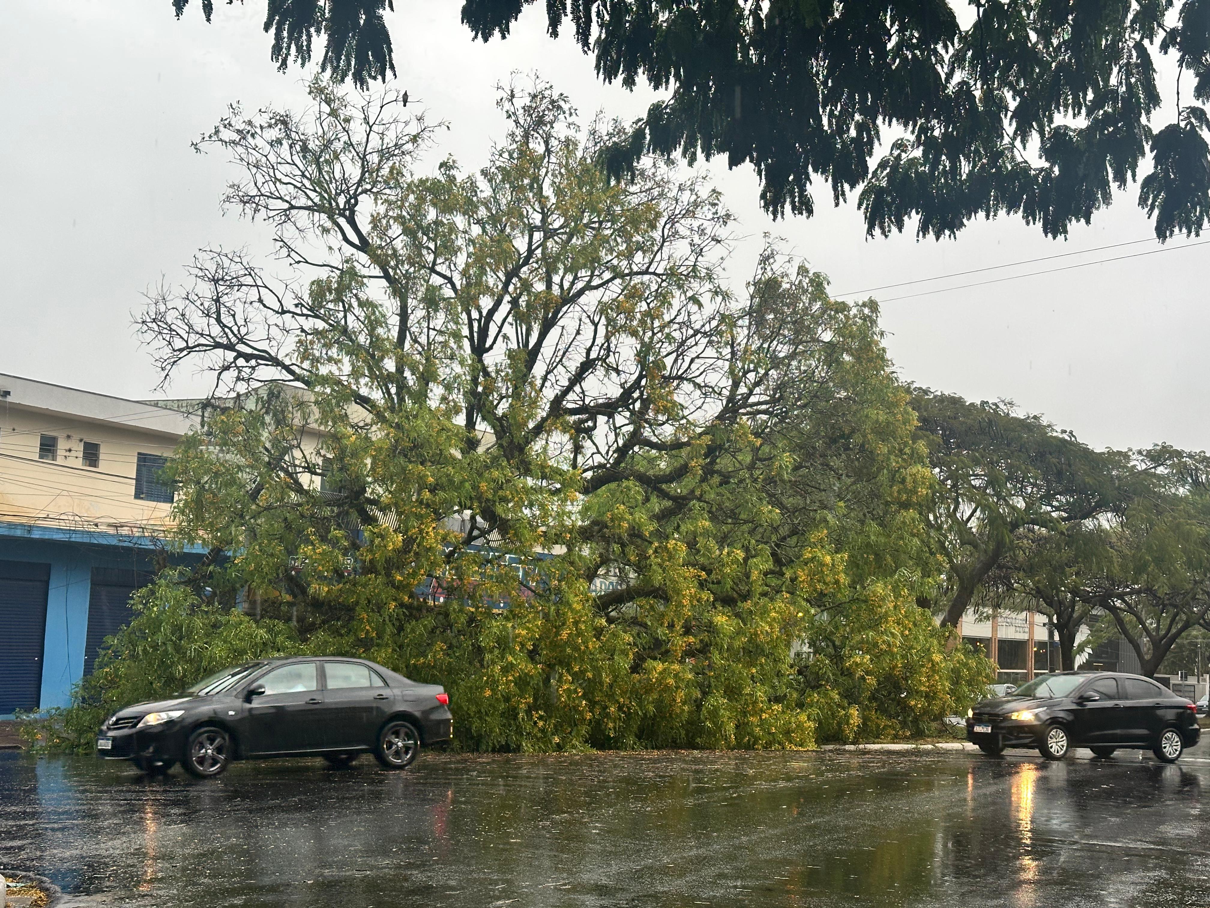 Temporal: 13 quedas de árvores, dois carros atingidos e duas pessoas com escoriações