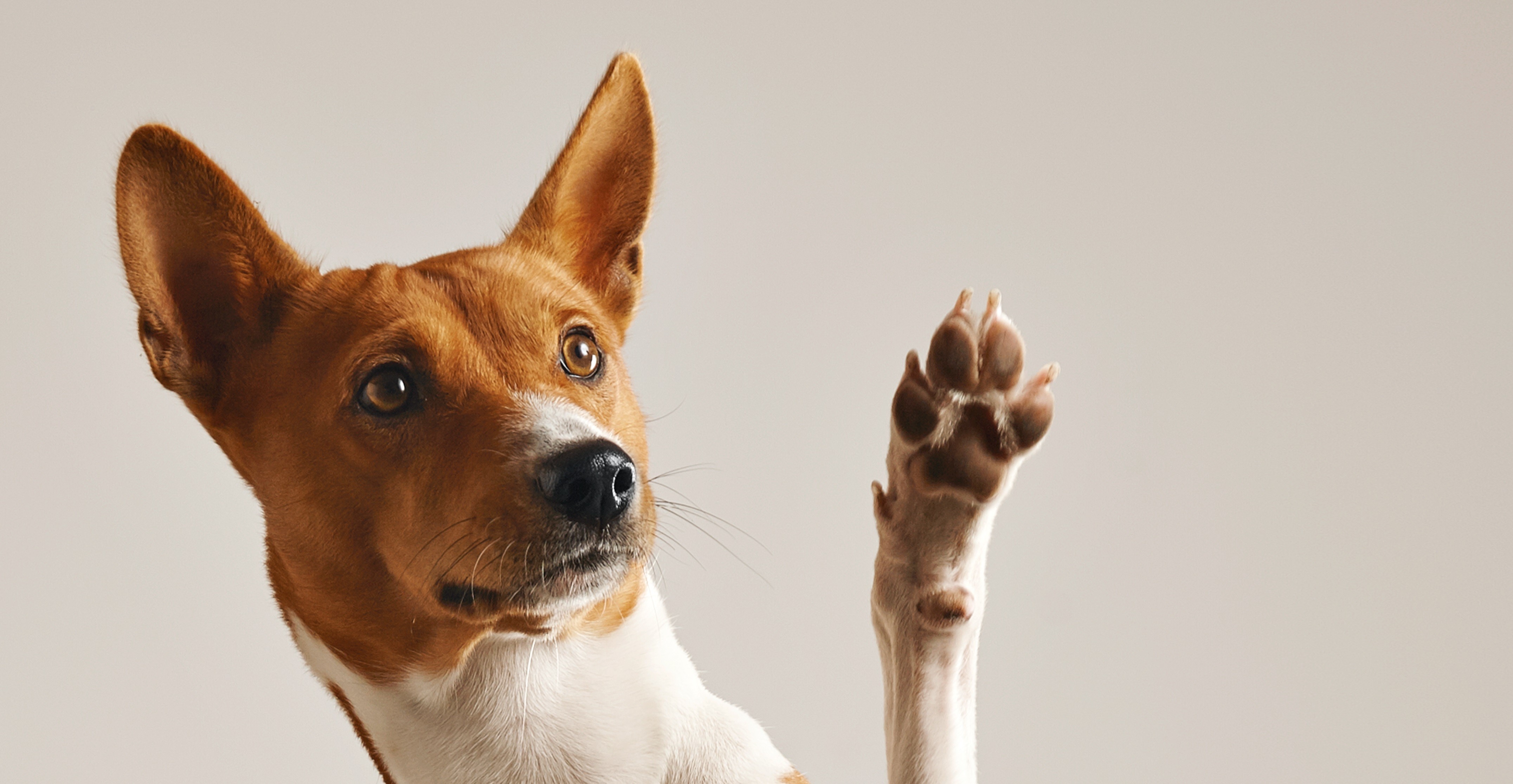 Projeto Vira-pet realiza bazar beneficente