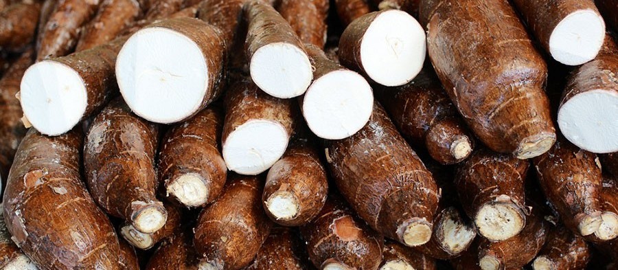 Raiz de mandioca custa R$ 490,00 a tonelada em Campo Mourão