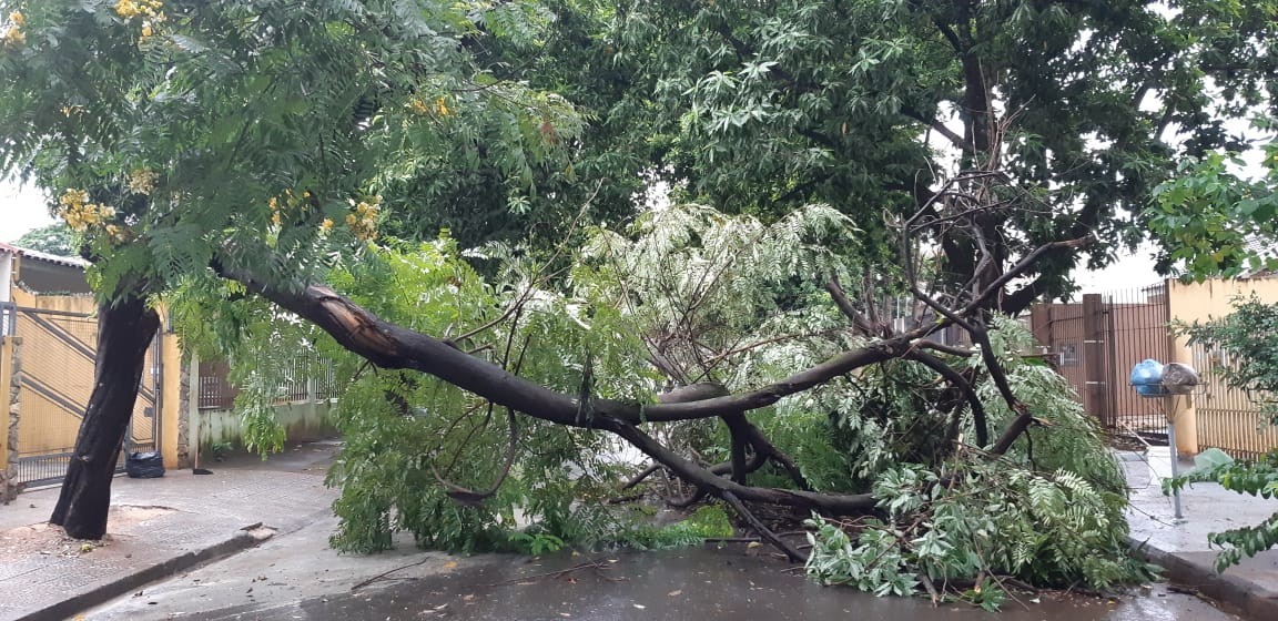 Chuva volumosa e vento forte derrubam 3 árvores e danificam postes