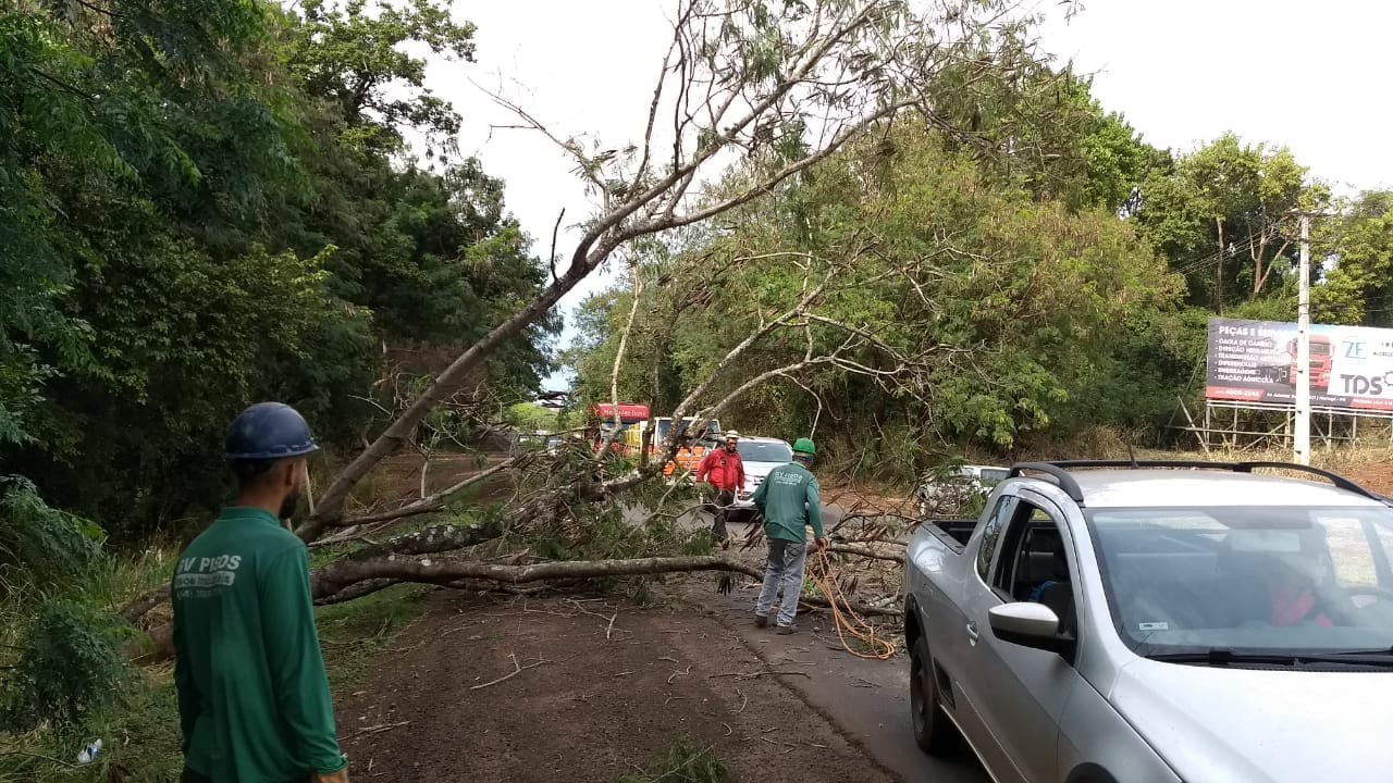 Árvore de grande porte cai na PR-317, no trevo de Iguaraçu