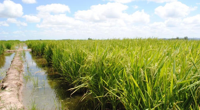 Área de plantio de arroz reduziu 38% nos últimos anos