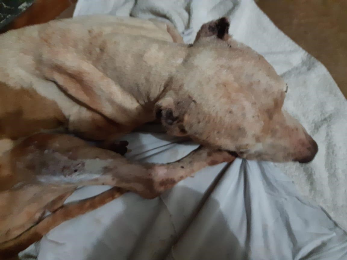 Polícia investiga denúncia de maus-tratos contra cachorro em Sarandi