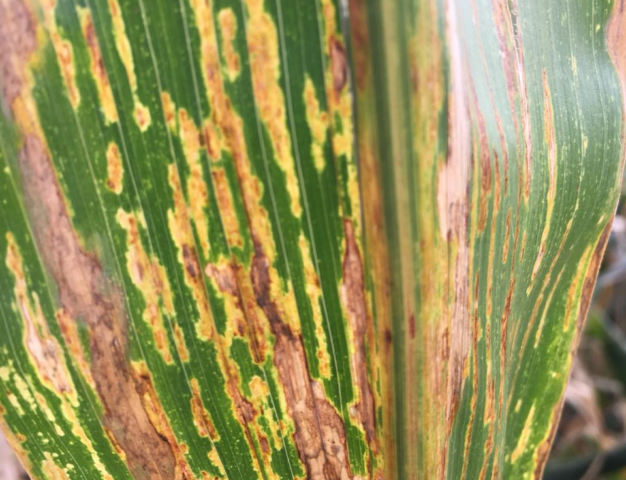 Estria bacteriana do milho é identificada em lavouras do Paraná