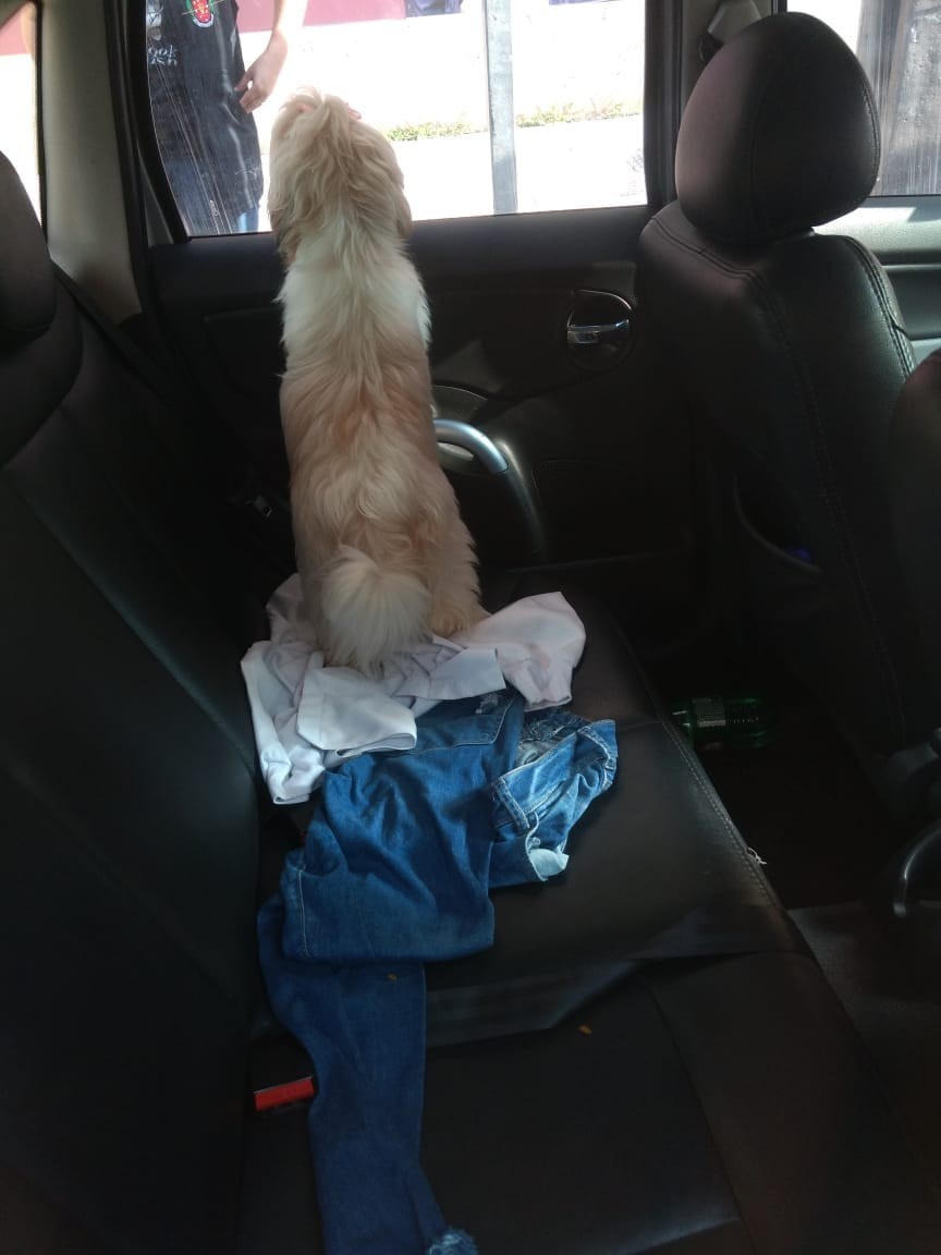 Casal é multado em R$ 2 mil por deixar cão trancado dentro de carro