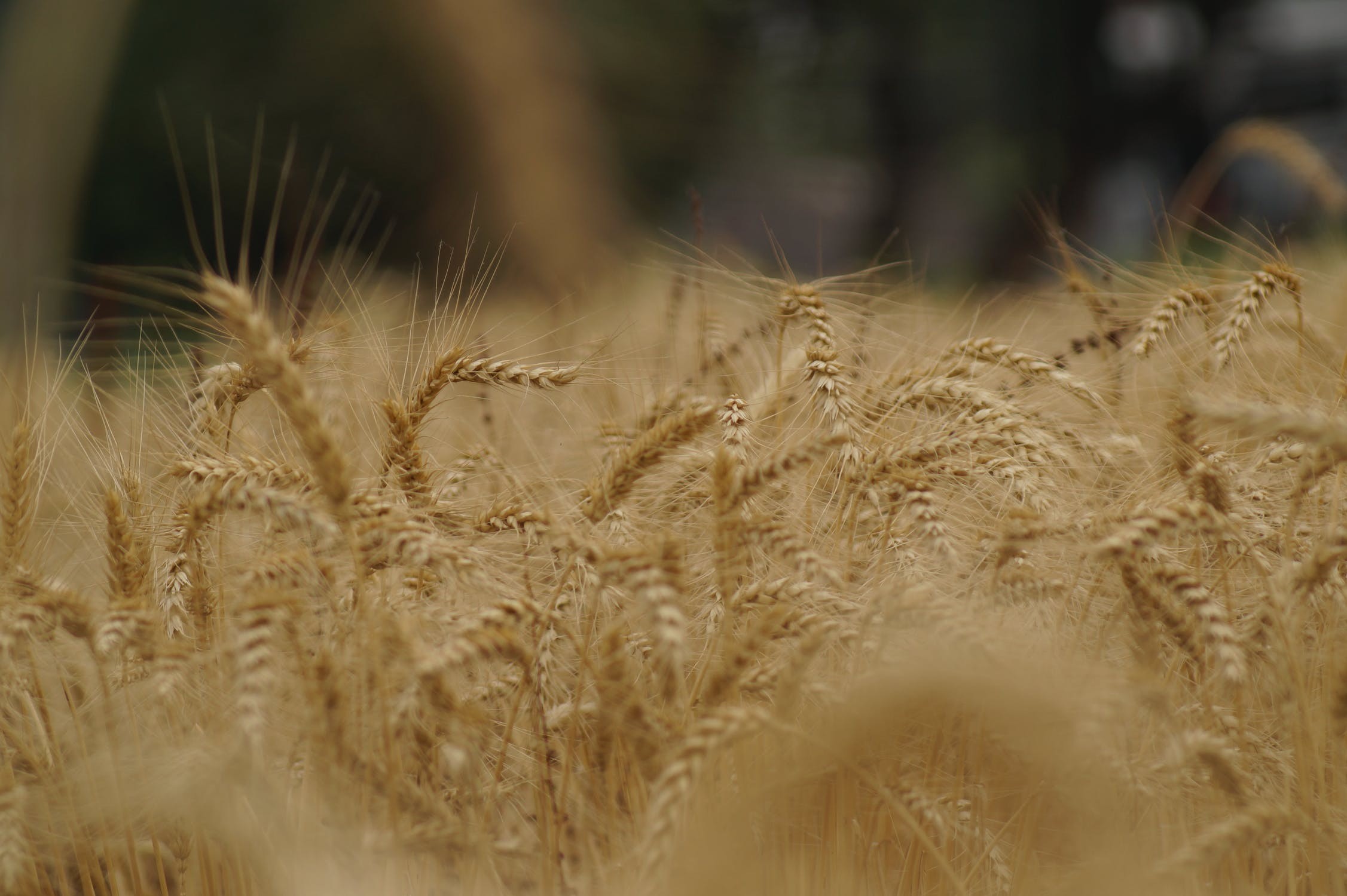 Trigo custa R$ 58,50 a saca em Cascavel