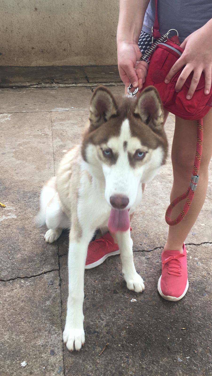 Eleitores votam acompanhados de cães de estimação