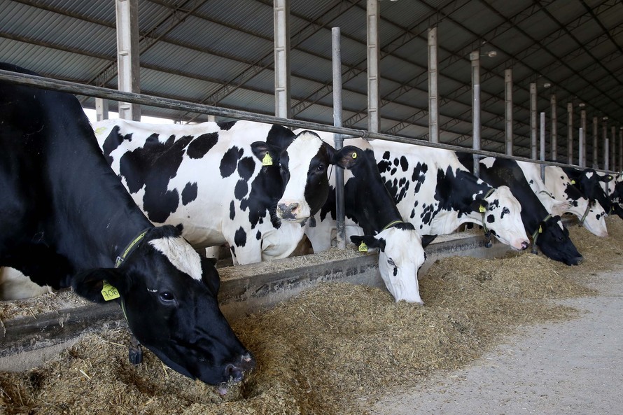 Mercado pecuário brasileiro volta a ganhar ritmo