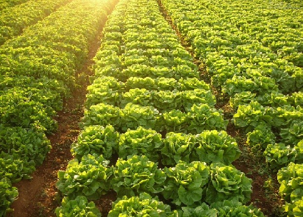 Hortaliças plantadas a céu aberto tiveram perda quase total devido às geadas
