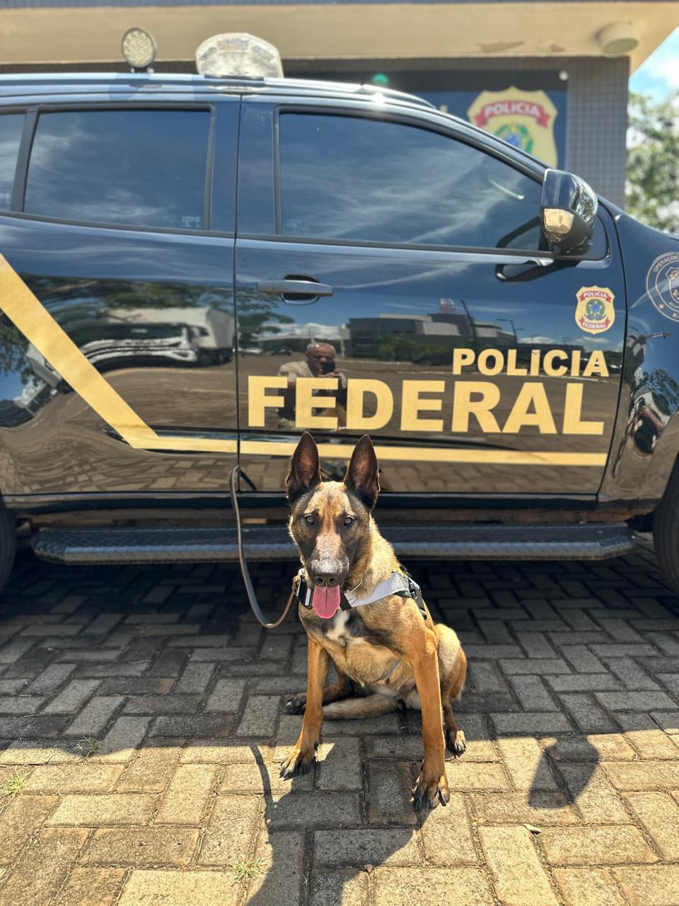 Canil da Polícia Federal em Guaíra ganha cadela trazida da Alemanha