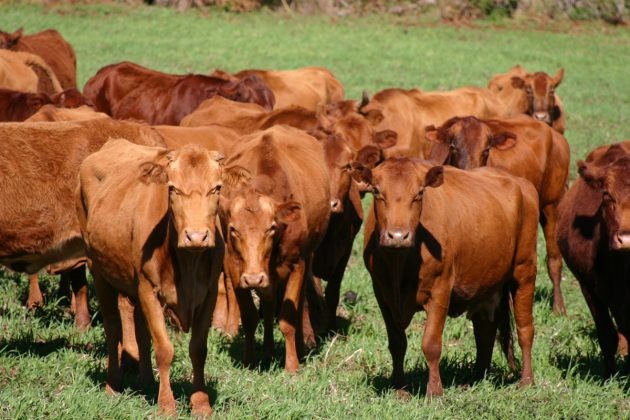 Alep fará audiência pública para debater o fim da vacinação contra a febre aftosa