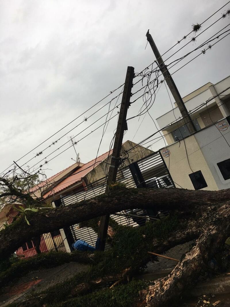 Chuva derruba ao menos 37 árvores em Maringá; 12 postes foram afetados