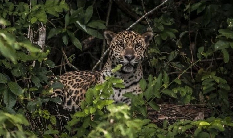 Saiba o que fazer se você encontrar uma onça no quintal de casa