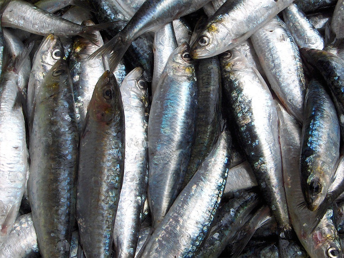 Pesquisa aponta variação de até 327% no preço dos pescados