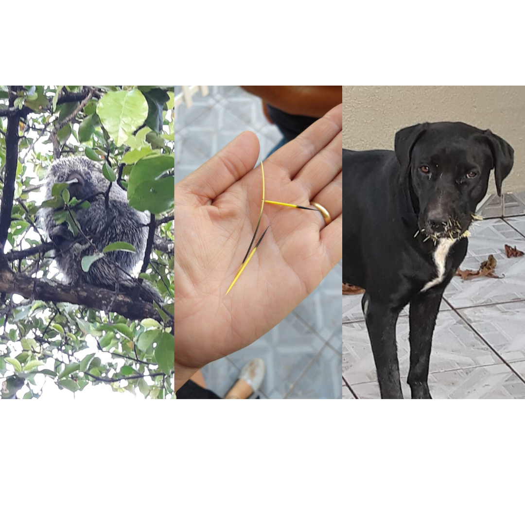 Ouriço deixa moradores do jardim Alvorada em alerta