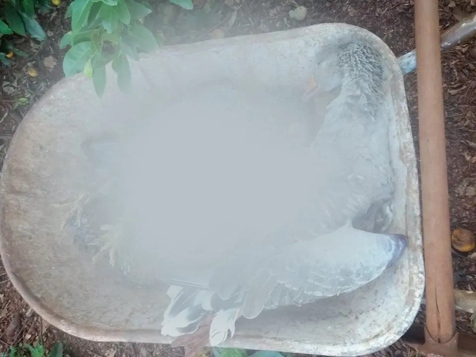 Mistério: mais de 30 aves aparecem mortas na área rural de Marialva