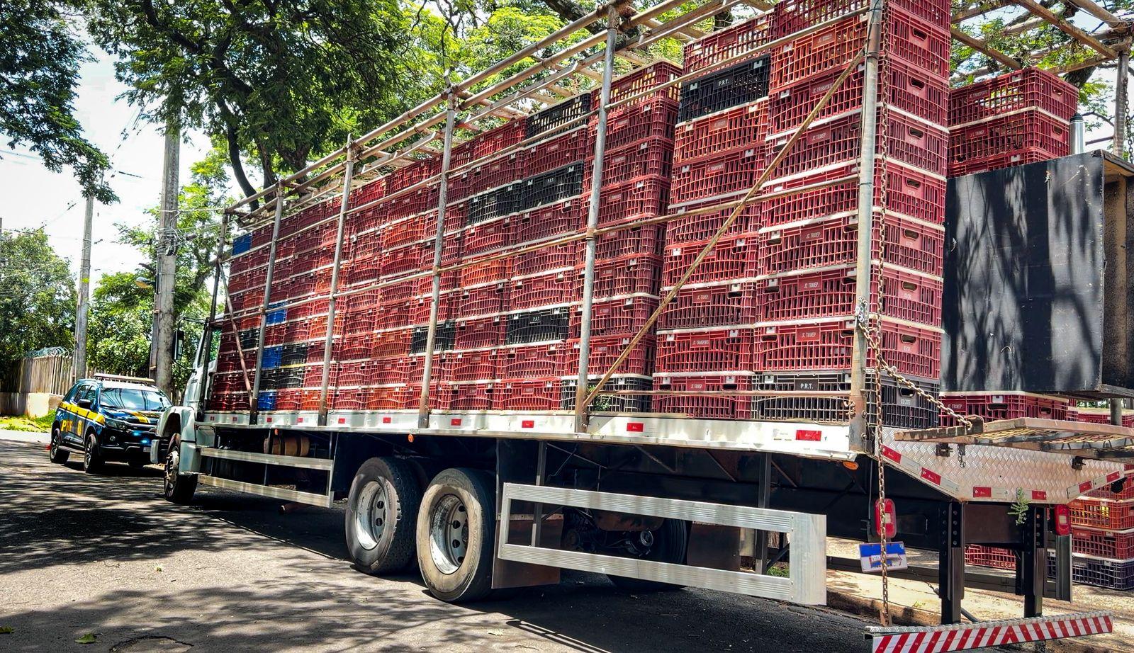 PRF apreende quase duas toneladas de maconha em meio a carga de frango