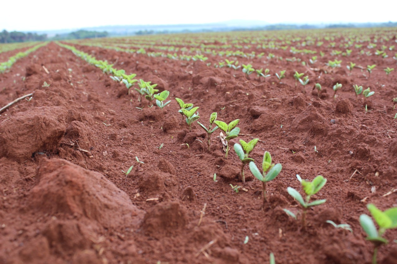 Plantio da soja no Brasil alcança 35% da área projetada para a safra 2019/20