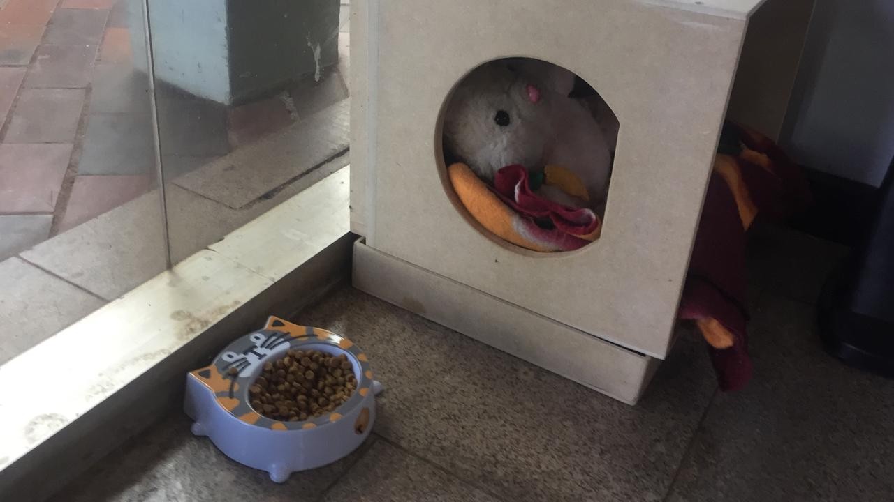 Morre gatinha adotada pela Prefeitura de Maringá