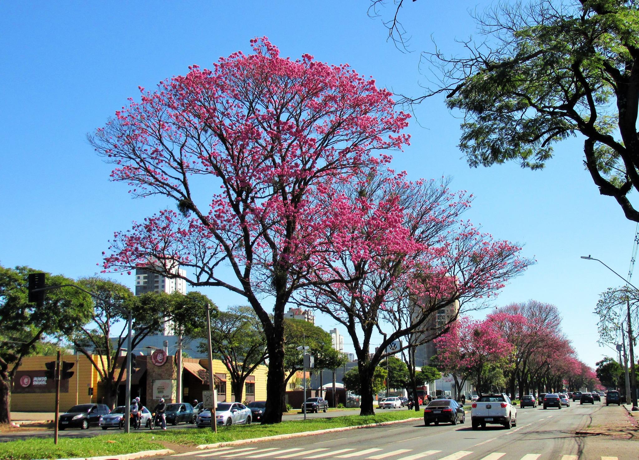 Confira a previsão do tempo para esta terça-feira (12)