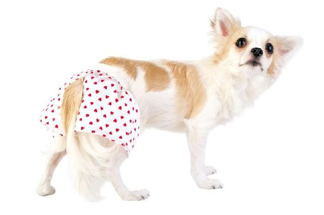 Mudanças de comportamento no período de cio dos pets