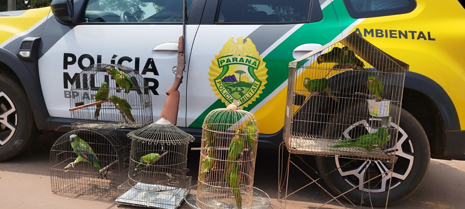 Mulher é presa por manter aves silvestres em cativeiro