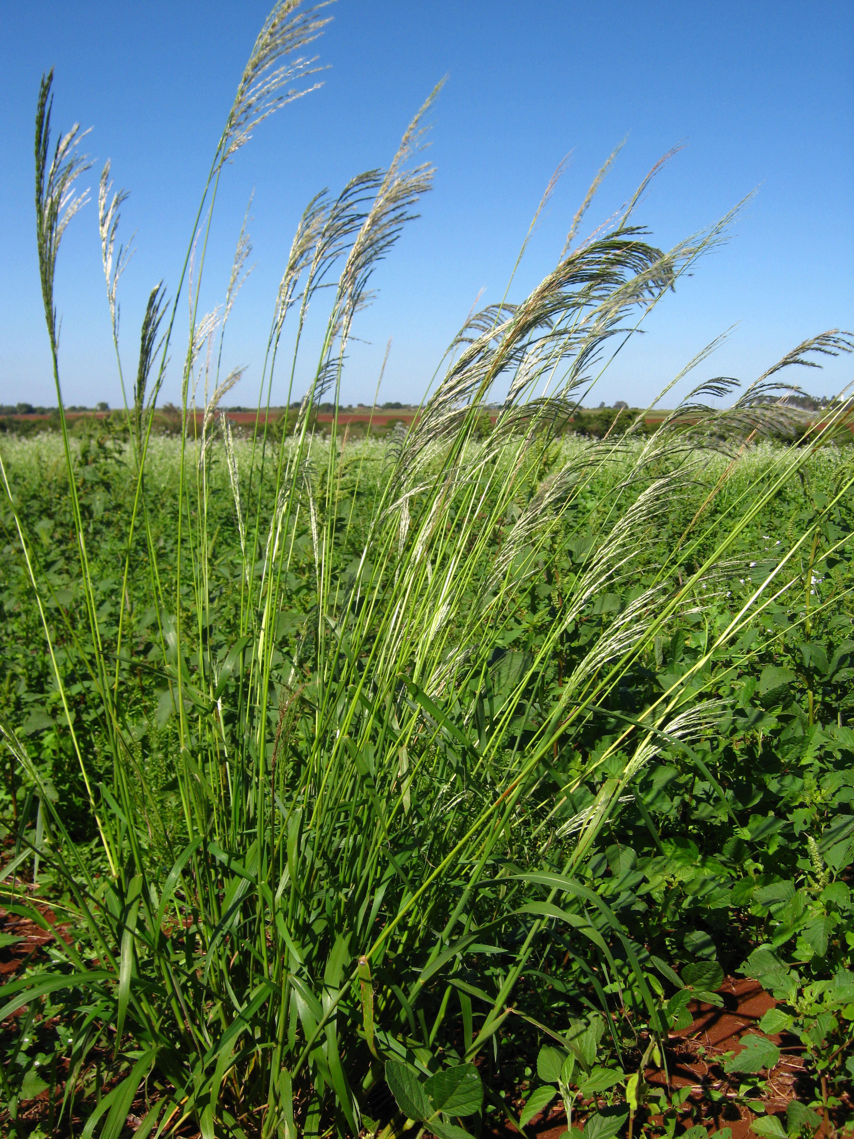 Capim amargoso preocupa produtores da região