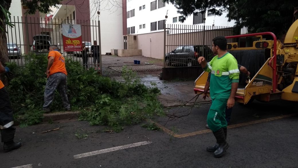 Em três dias, oito árvores caíram em Maringá