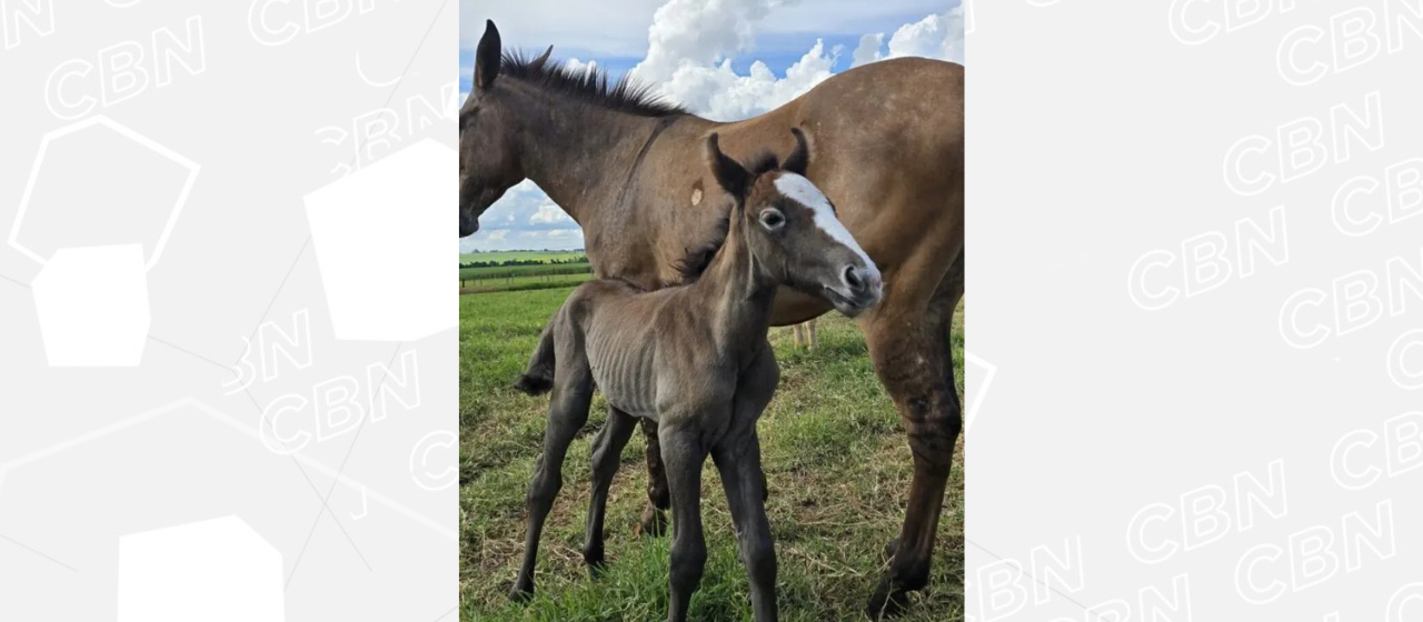 Em caso raro, mula dá à luz uma égua