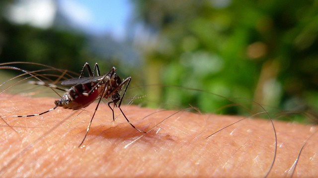 Em novo calendário epidemiológico, Maringá confirma um caso de dengue