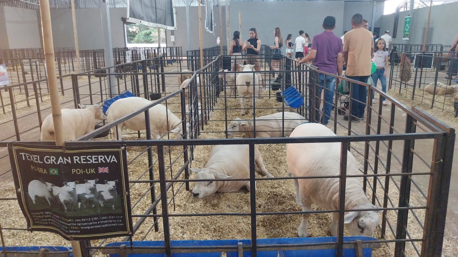 Pavilhão de ovinos atrai visitantes e é vitrine do melhoramento genético