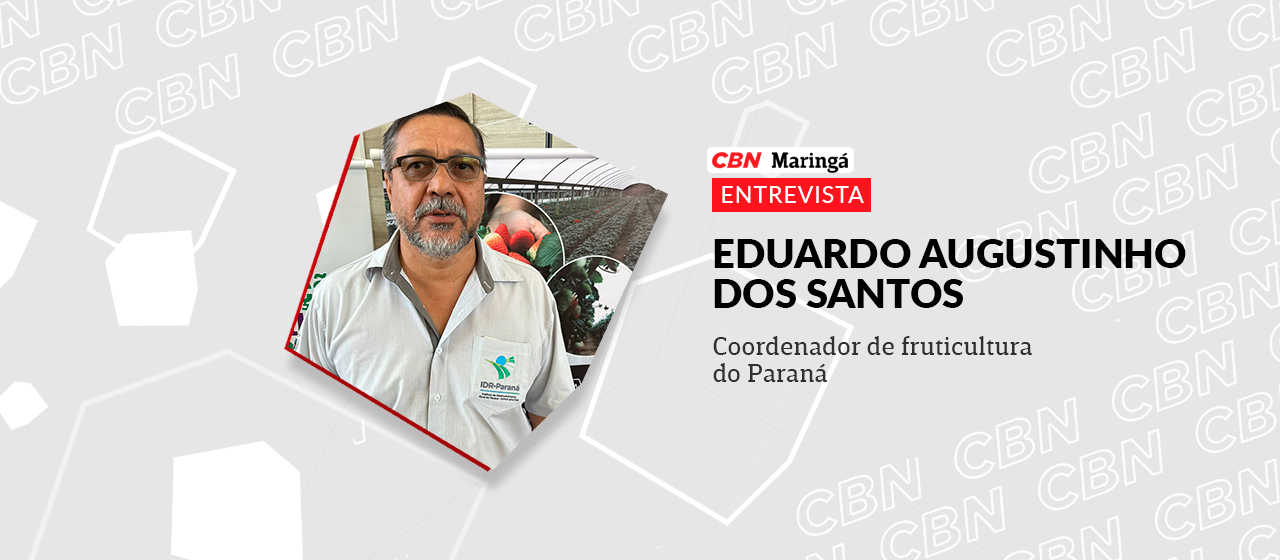 Simpósio desmistifica a produção de morangos orgânicos