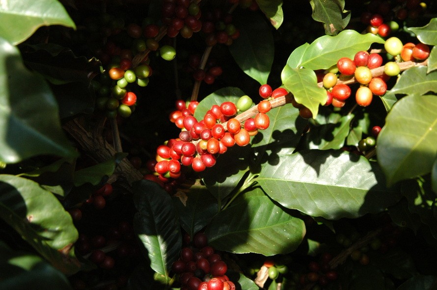 Café custa R$ 6,50 kg em Maringá