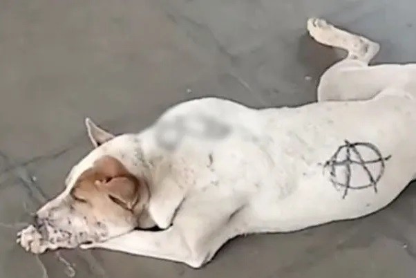 Polícia investiga pichação em cachorro no Terminal Central de Ponta Grossa