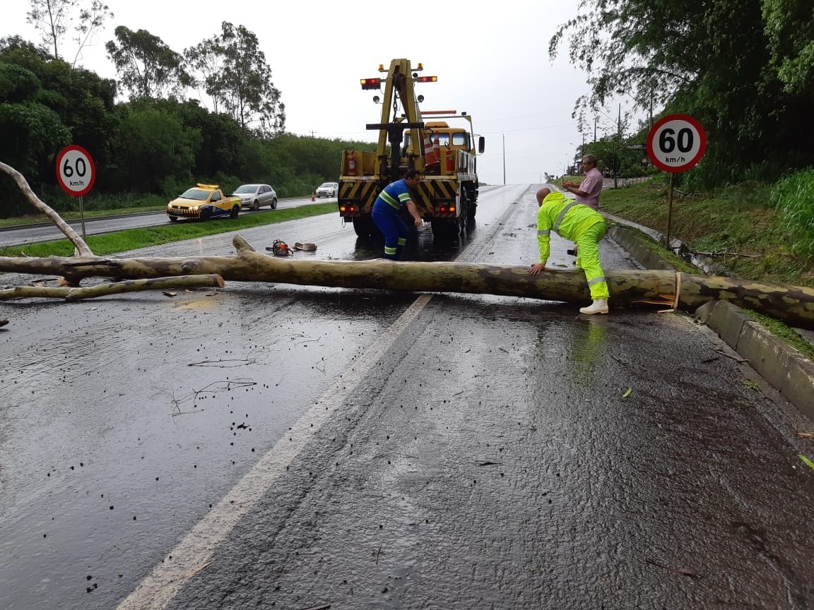 Árvore cai na pista e provoca congestionamento na BR-376
