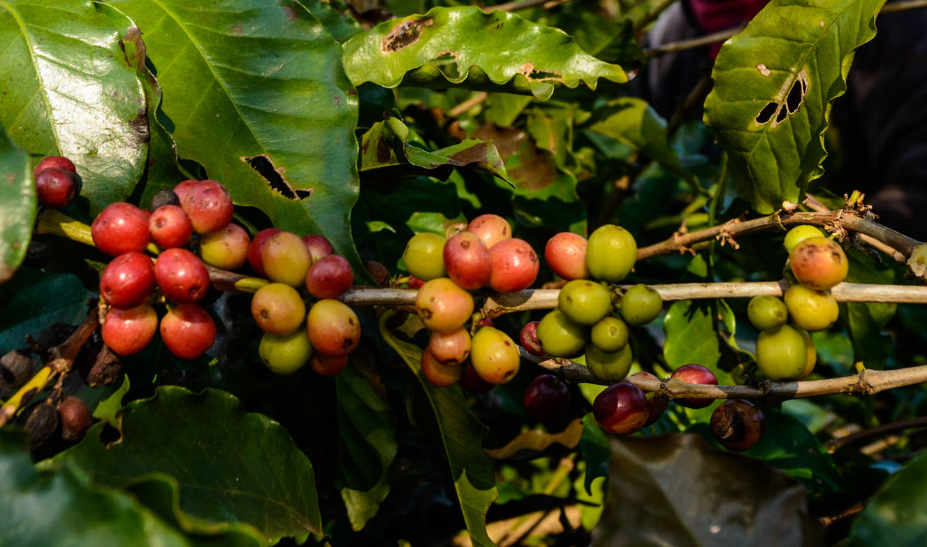 Conselho Monetário Nacional realoca recursos do Funcafé